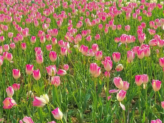 春天的浪漫郁金香