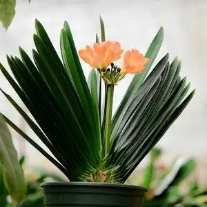 长春君子兰立板君子兰