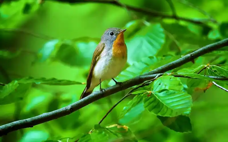 the animals 4k ultra hd 这些动物是4k超高清的-40