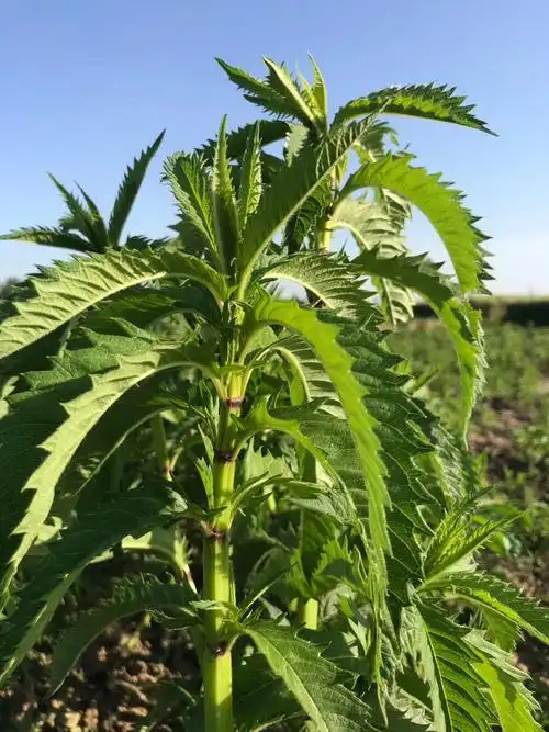 地参:成为健康长寿的新名片