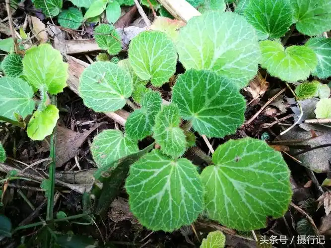 属虎种什么植物更好  结缘花草,在忙碌嘈杂中寻找生活之美, 上方" "