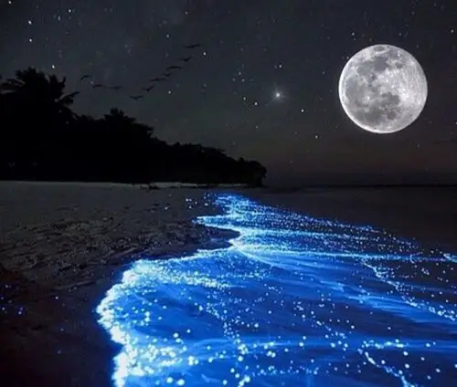 "蓝眼泪"是一种在海底生存的微生物 ,因为细小如沙粒,所以英文称为