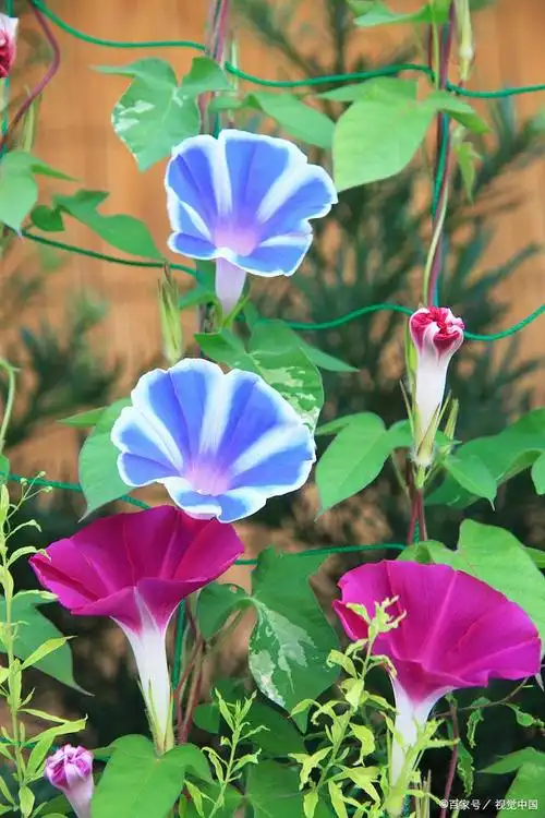 喇叭花(学名:datura metel),又称曼陀罗花或曼陀罗草,是一种常见的