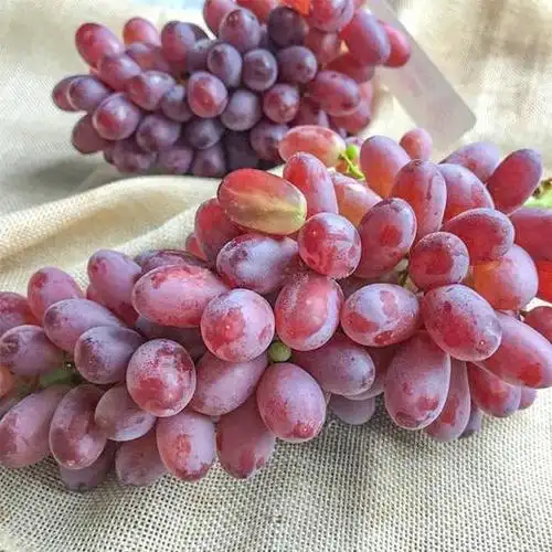 澳洲进口纯甜无籽红提约450g美人指红提水果