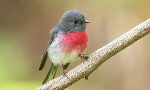 可爱的小鸟,全部是用佳能最新顶级相机eos-1d x mark iii拍摄