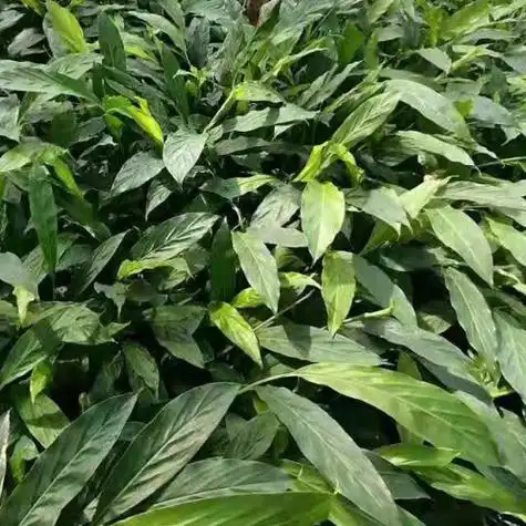 草果种植技术草果酱草果酒草果芽批发销售
