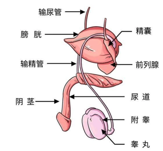 丁丁有双功能,是个空间管理达人,不仅是精子发射器,还能排尿,但是,这