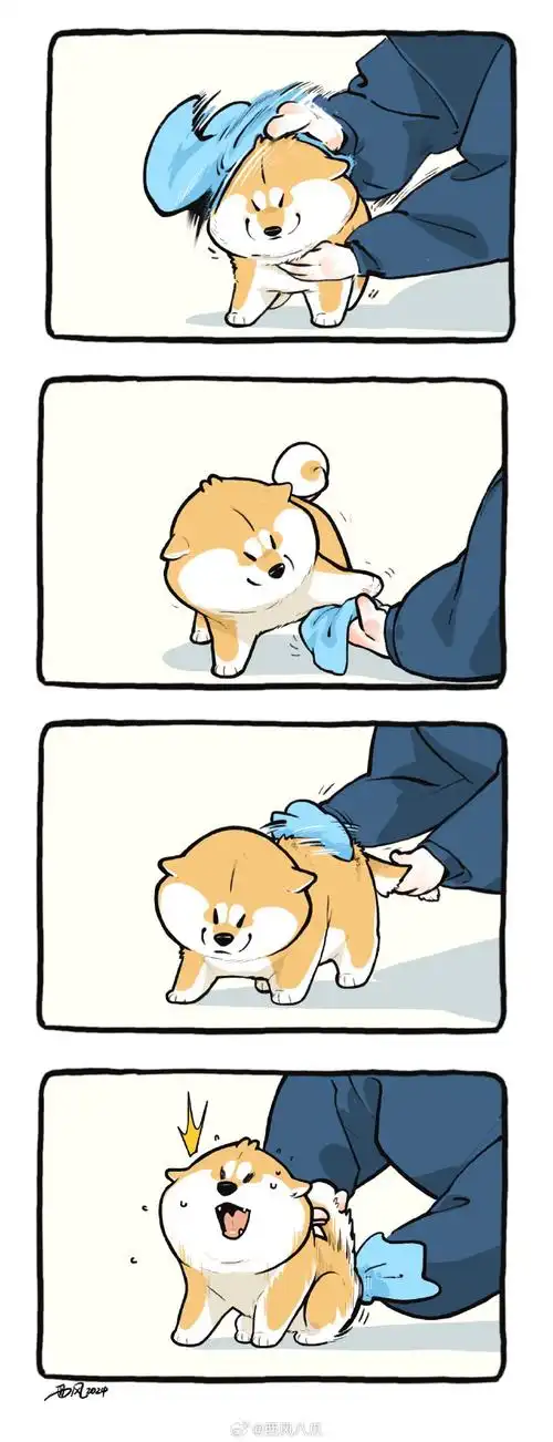 阿柴枸杞##漫画##柴犬