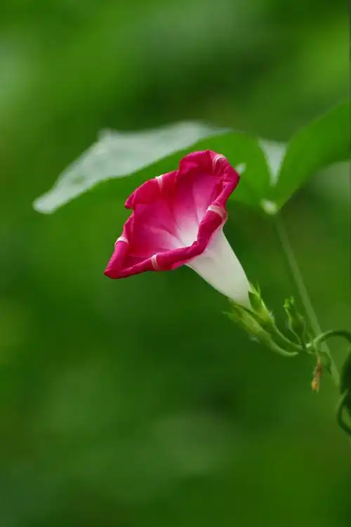 牵牛花 圆叶牵牛圆叶牵牛叶片圆心形或宽卵状心形,基部圆,形,顶端锐尖