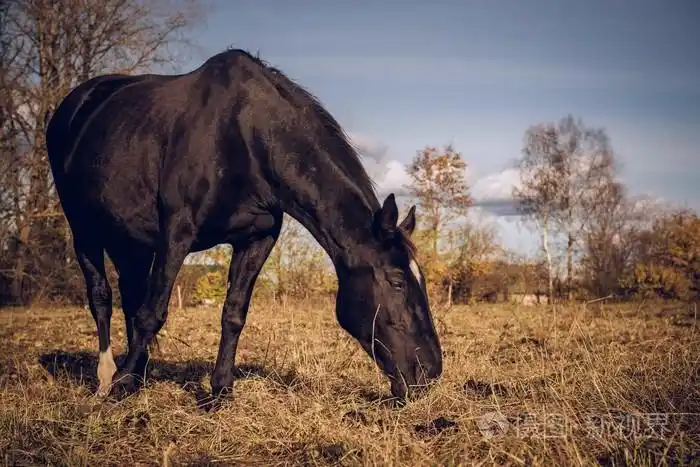 美丽的黑骏马在户外饲养