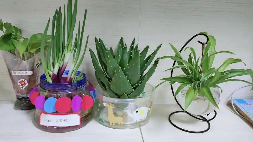 爱生堡卫星幼儿园《趣味水培亲子手工活动》小三班