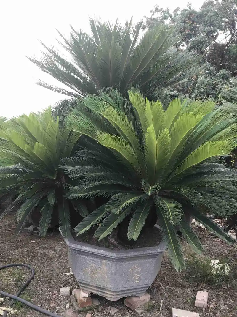 大苏铁批发大铁树报价铁树盆景