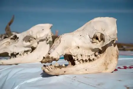 骆驼头骨梅尔祖加摩洛哥照片