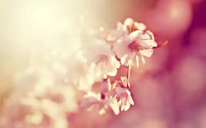 唯美意境,淡雅图片,唯美,淡雅,花卉,背景唯美淡雅花卉背景