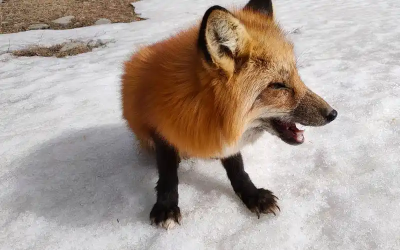 五台山发现一只火狐狸,竟然不怕人,还会眯着眼睛对人笑_哔哩哔哩_bili