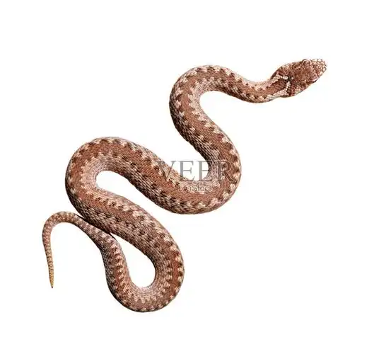 常见的蝰蛇孤立在白色照片摄影图片