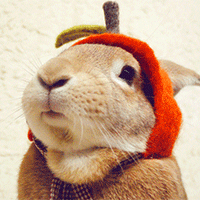 gif分享小小的三瓣嘴超可爱的小兔子简直就是萌出了一个境界