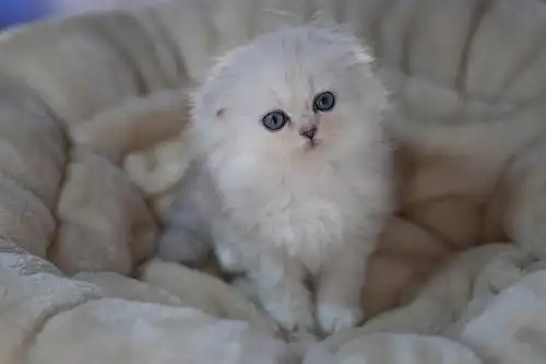 折耳金吉拉两公一母找新家