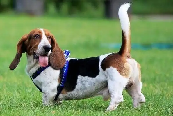 十大便宜好养的宠物狗 中华田园犬第一,沙皮犬上榜(3)