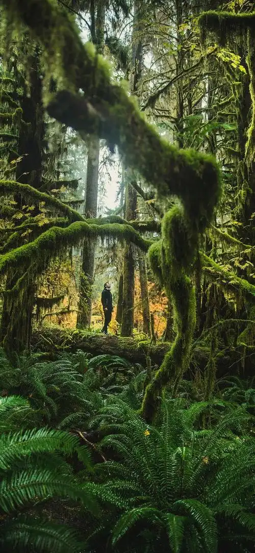 4k超高清手机壁纸