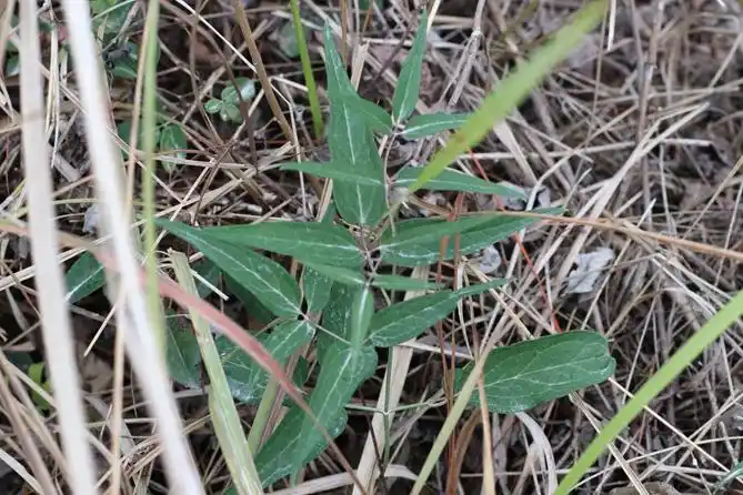这种大山里的"老虎须"你见过吗?药用价值极高,看见记得带回家