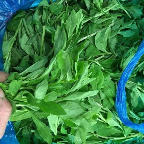 枸杞头新鲜蔬菜春季应季蔬菜枸杞芽枸杞叶坏单包退款2斤