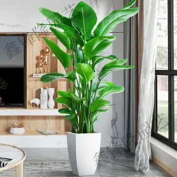 盆栽客厅室内好养大型花卉绿植办公室轻奢绿色植物鹤望兰 高160-170cm