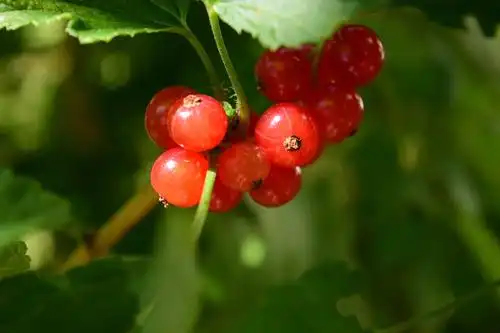 自然, 食物, 果子, 叶子, 庭院, 莓果, 醋栗, 植物