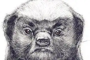 平头哥简笔画集