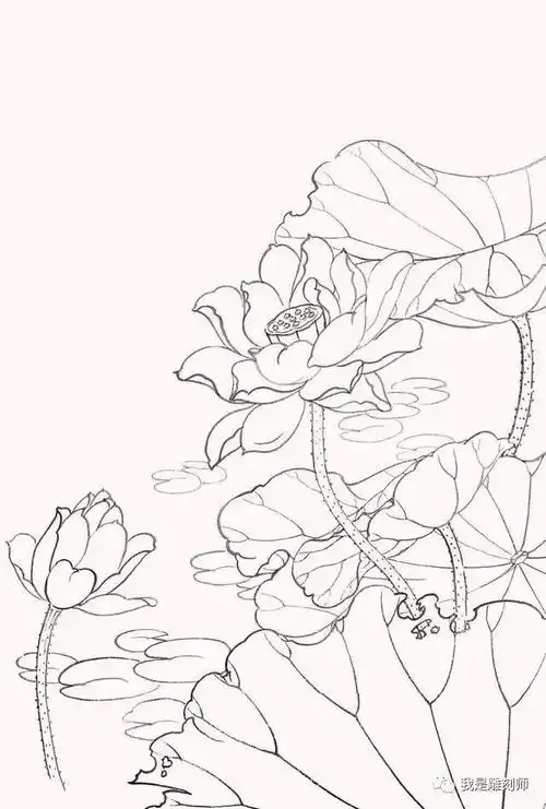工笔画教程:荷花白描线稿和上色详细步骤图解,简单易学,收藏