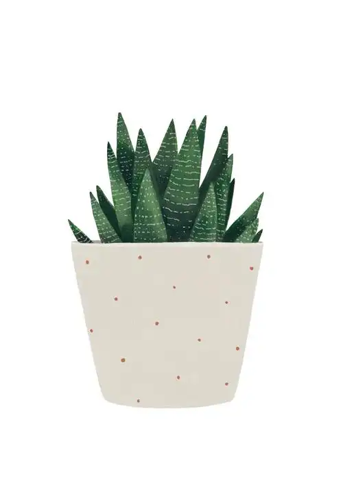 植物 盆栽 水彩 插画 hermano gato