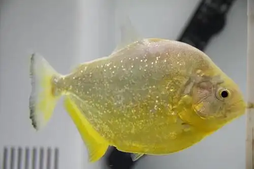 旧金山黄钻水虎鱼,转让