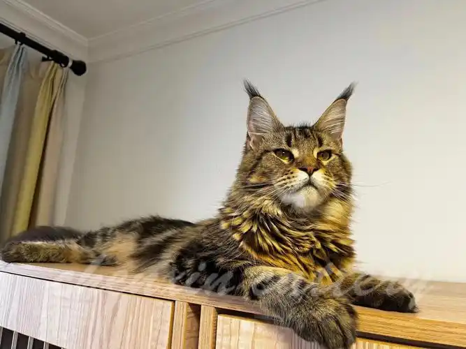 缅因猫可以有多帅