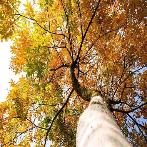 基地出售黄连木树苗行道树盆栽绿植公园庭院园林大乔木绿化风景树