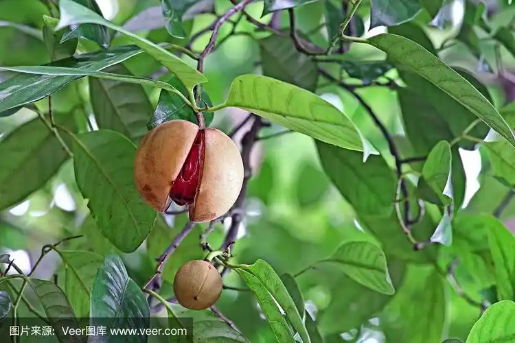 肉豆蔻,植物,熟的,坚果,芳香的