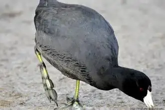 什么鸟的爪子像豆角