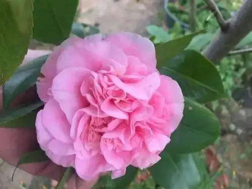 每日一花 | "牧童之神"茶花,开花为淡粉红色