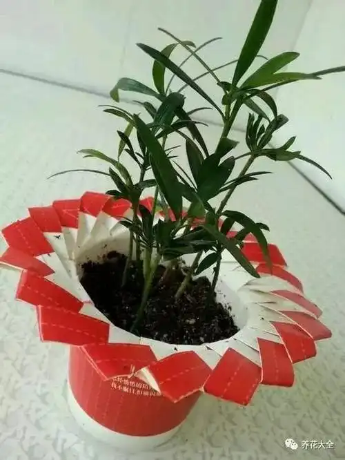 养花还用买花盆?家里的瓶瓶罐罐就够了!