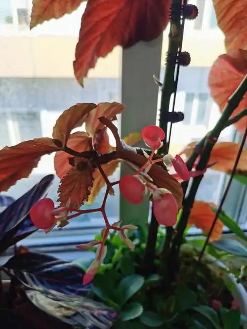 求助竹节海棠花没开就掉了