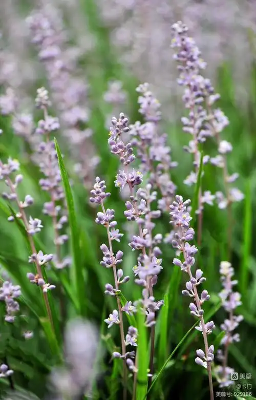 清新优雅的麦冬花 - 美篇