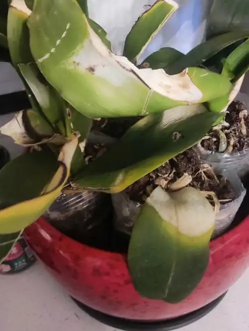 破头烂腚的蝴蝶兰