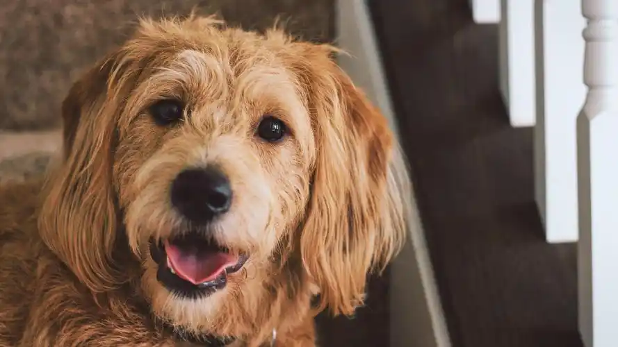 2020-06-16壁纸标签:狗4k壁纸封面图狗壁纸【131】壁纸于2020-06-16