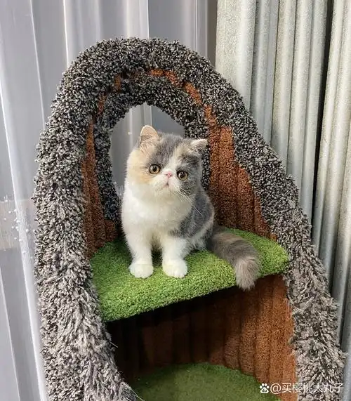 各个都是颜值扛打的甜girl 每个孩子的花色都是独一无二的 #加菲猫