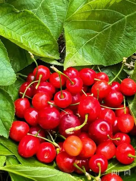尝鲜正当时!贵州金沙樱桃抢"鲜"上市