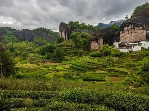 这次迟迟才写马头岩肉桂.