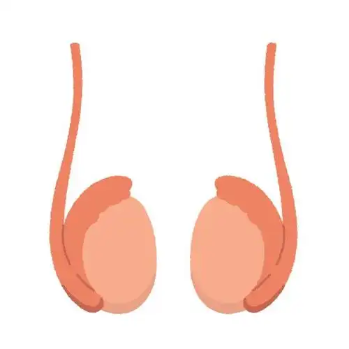 你有过「蛋痛」吗?这种不可描述的痛,暗示了什么问题?