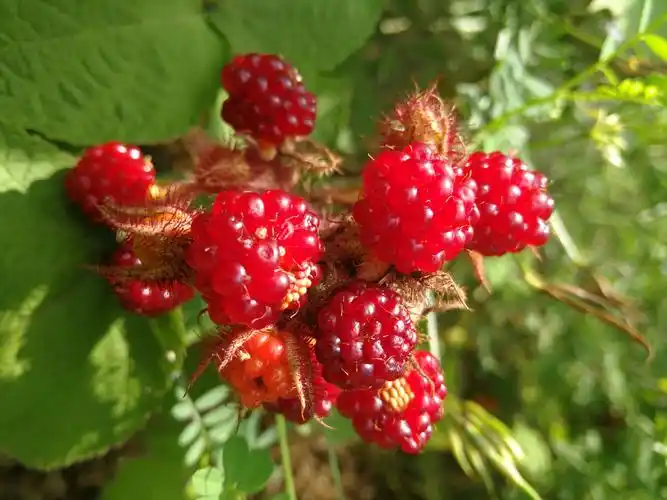 野味长岛之四——野生树莓