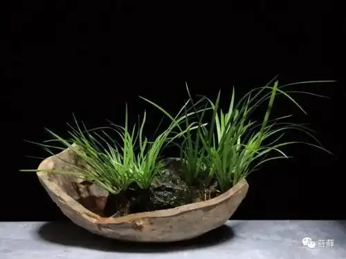 菖蒲盆景禅意之美