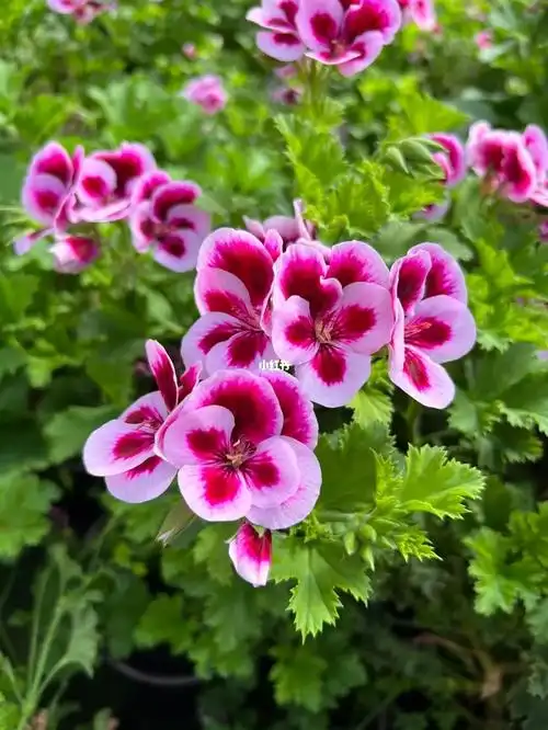 halfmoonbaynursery的大花天竺葵