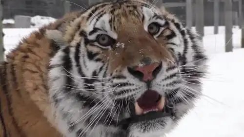 原来人工饲养的老虎叫声也这么霸气,跟发动机起动时的声音好像-动物